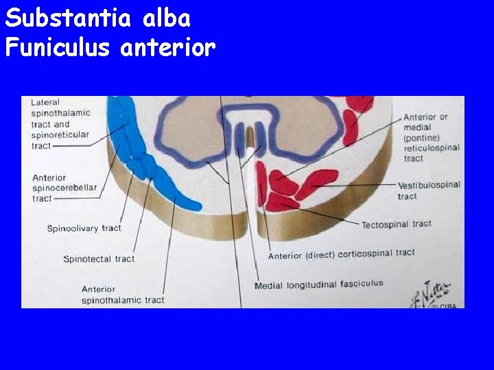 Substantia alba Funiculus anterior 