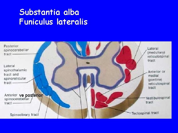 Substantia alba Funiculus lateralis ve posterior 