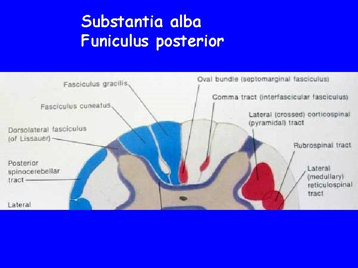 Substantia alba Funiculus posterior 