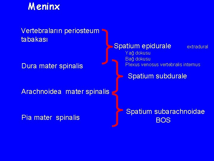 Meninx Vertebraların periosteum tabakası Dura mater spinalis Spatium epidurale extradural Yağ dokusu Bağ dokusu