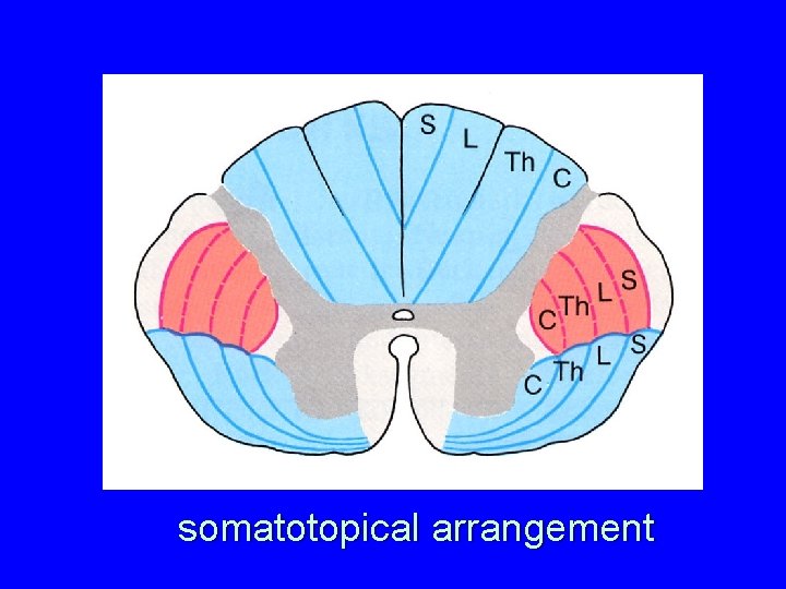 somatotopical arrangement 