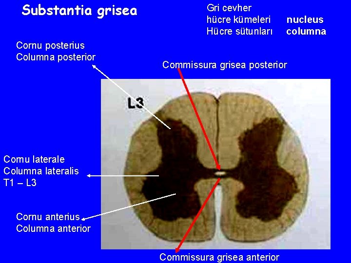 Substantia grisea Cornu posterius Columna posterior Gri cevher hücre kümeleri Hücre sütunları nucleus columna