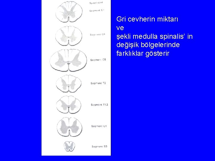 Gri cevherin miktarı ve şekli medulla spinalis’ in değişik bölgelerinde farklıklar gösterir 