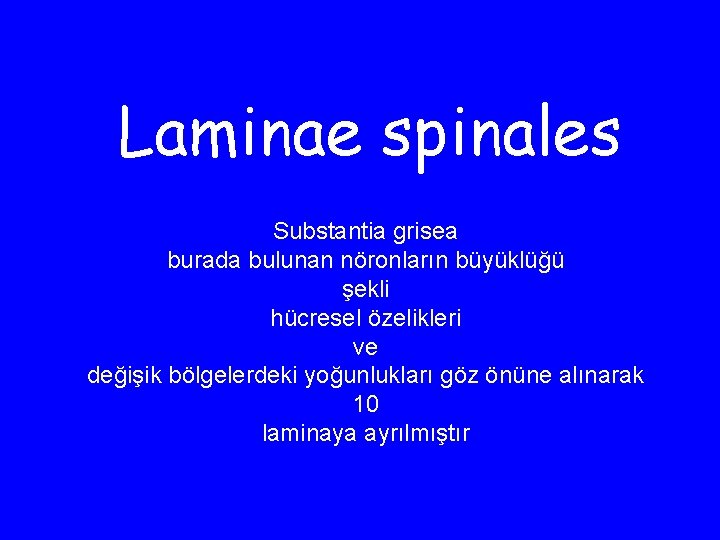 Laminae spinales Substantia grisea burada bulunan nöronların büyüklüğü şekli hücresel özelikleri ve değişik bölgelerdeki