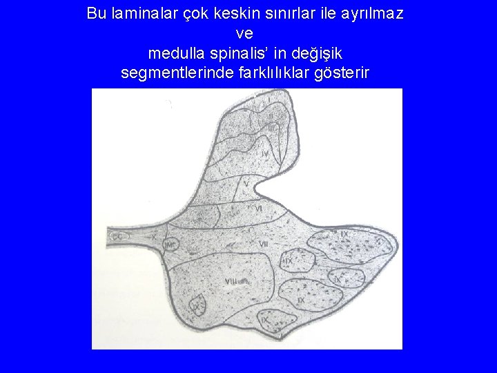 Bu laminalar çok keskin sınırlar ile ayrılmaz ve medulla spinalis’ in değişik segmentlerinde farklılıklar