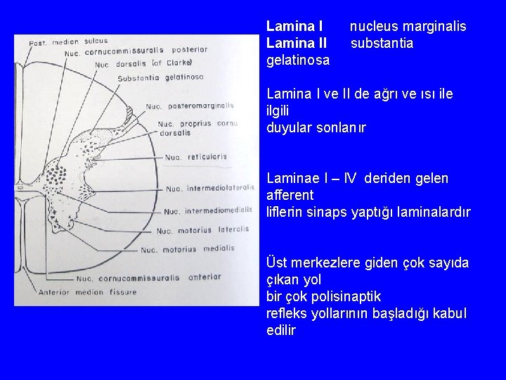 Lamina II gelatinosa nucleus marginalis substantia Lamina I ve II de ağrı ve ısı