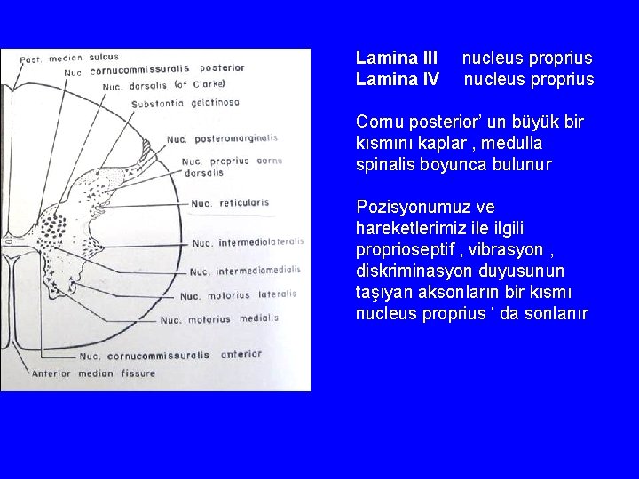 Lamina III Lamina IV nucleus proprius Cornu posterior’ un büyük bir kısmını kaplar ,