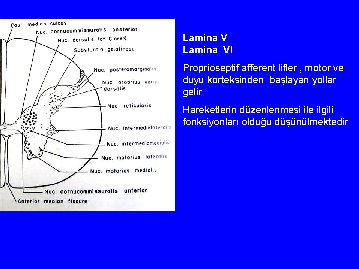 Lamina VI Proprioseptif afferent lifler , motor ve duyu korteksinden başlayan yollar gelir Hareketlerin