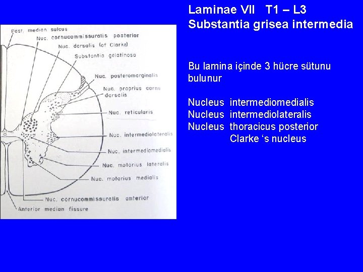 Laminae VII T 1 – L 3 Substantia grisea intermedia Bu lamina içinde 3