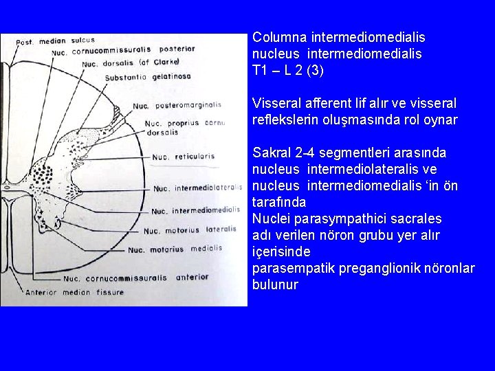 Columna intermediomedialis nucleus intermediomedialis T 1 – L 2 (3) Visseral afferent lif alır