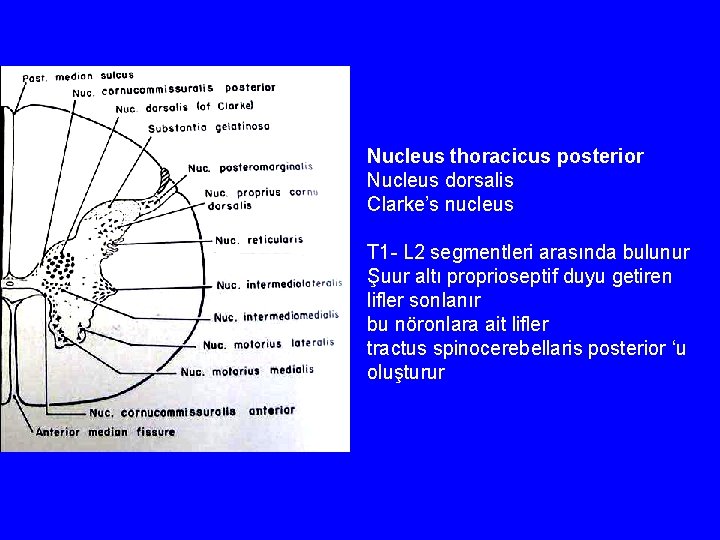 Nucleus thoracicus posterior Nucleus dorsalis Clarke’s nucleus T 1 - L 2 segmentleri arasında