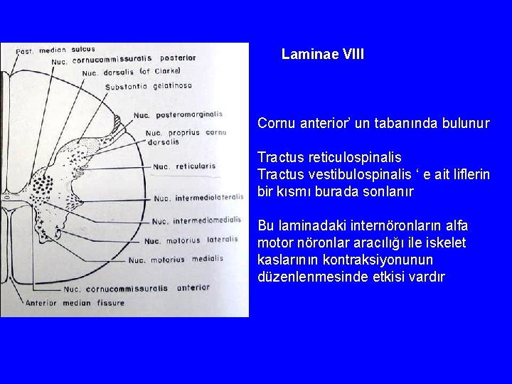 Laminae VIII Cornu anterior’ un tabanında bulunur Tractus reticulospinalis Tractus vestibulospinalis ‘ e ait
