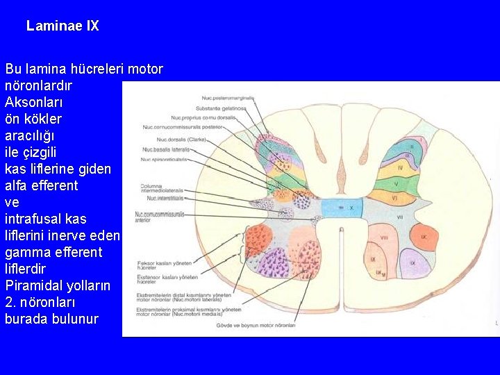Laminae IX Bu lamina hücreleri motor nöronlardır Aksonları ön kökler aracılığı ile çizgili kas