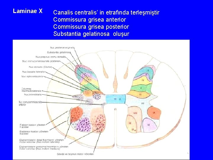 Laminae X Canalis centralis’ in etrafında terleşmiştir Commissura grisea anterior Commissura grisea posterior Substantia