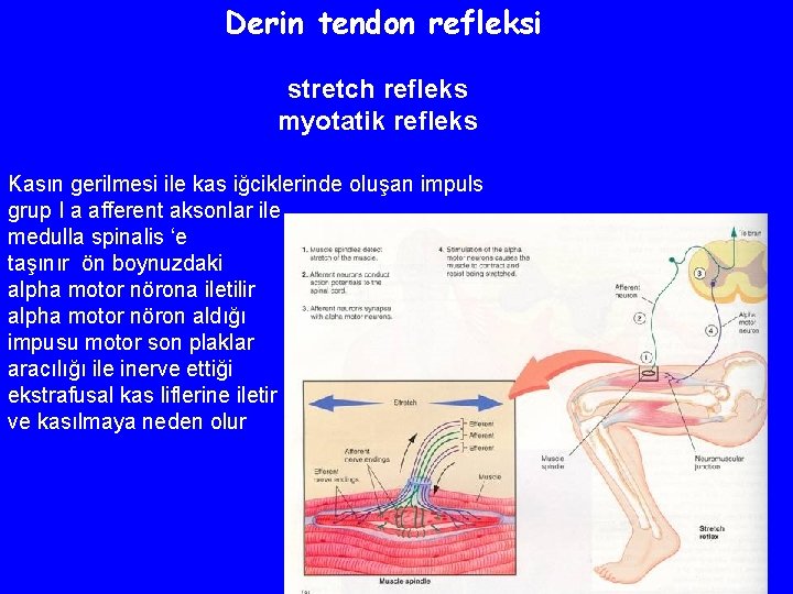 Derin tendon refleksi stretch refleks myotatik refleks Kasın gerilmesi ile kas iğciklerinde oluşan impuls