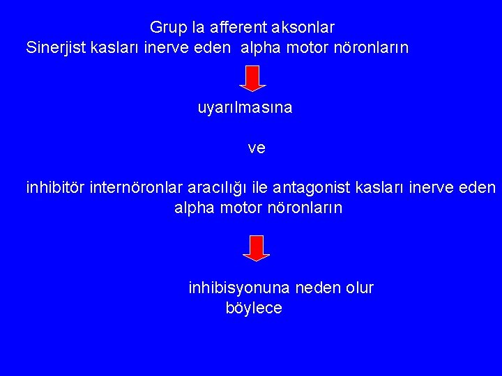 Grup Ia afferent aksonlar Sinerjist kasları inerve eden alpha motor nöronların uyarılmasına ve inhibitör