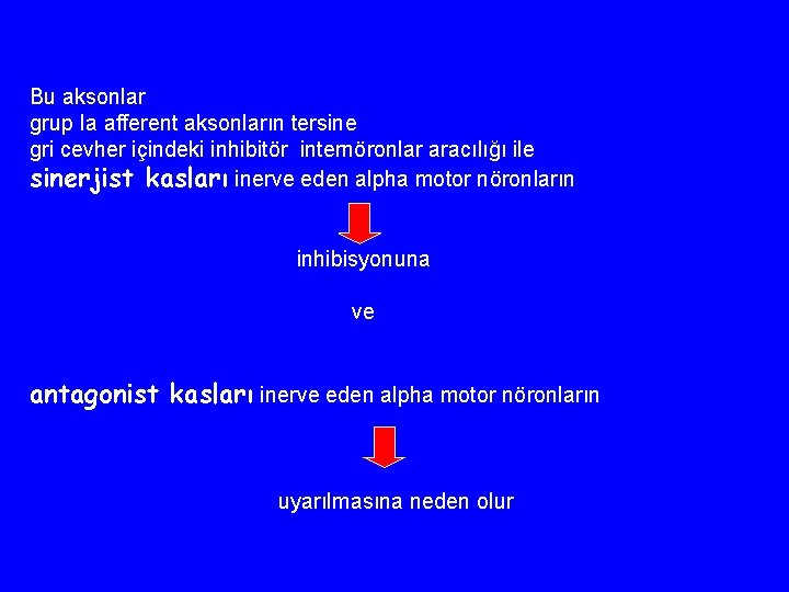 Bu aksonlar grup Ia afferent aksonların tersine gri cevher içindeki inhibitör internöronlar aracılığı ile