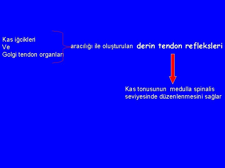 Kas iğcikleri Ve Golgi tendon organları aracılığı ile oluşturulan derin tendon refleksleri Kas tonusunun