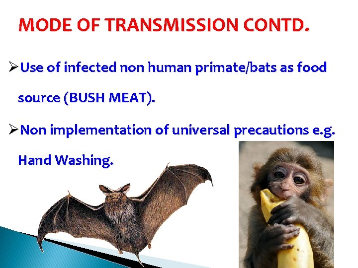 MODE OF TRANSMISSION CONTD. ØUse of infected non human primate/bats as food source (BUSH