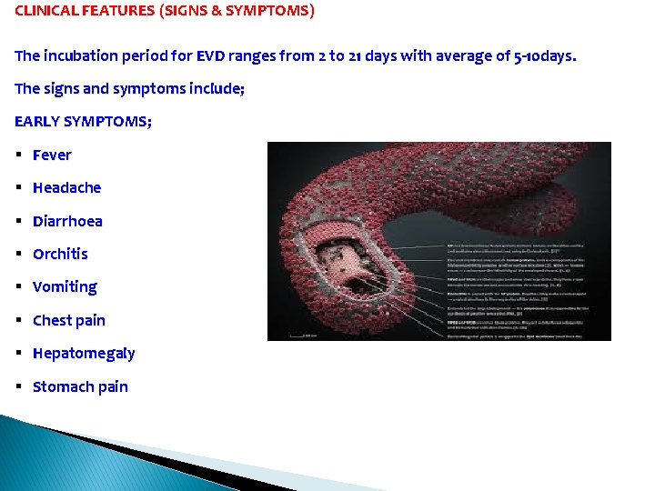CLINICAL FEATURES (SIGNS & SYMPTOMS) The incubation period for EVD ranges from 2 to
