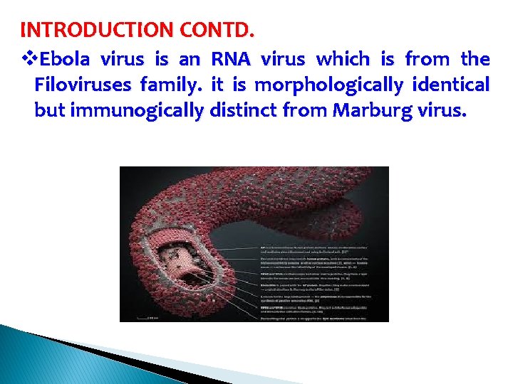 INTRODUCTION CONTD. v. Ebola virus is an RNA virus which is from the Filoviruses