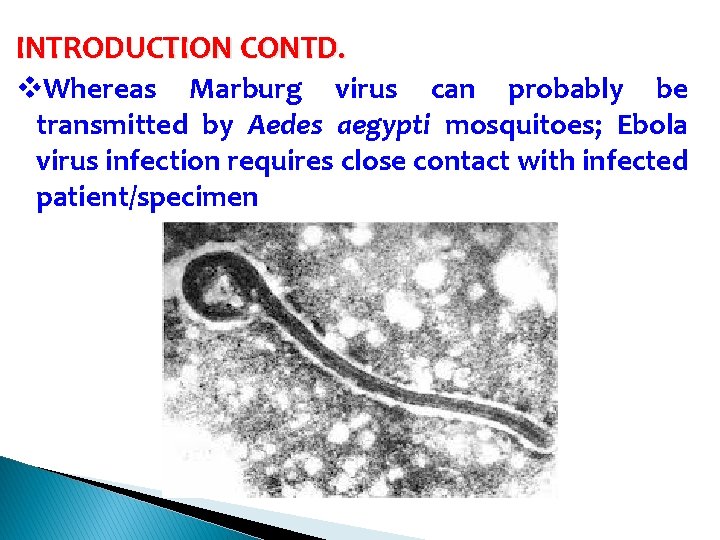 INTRODUCTION CONTD. v. Whereas Marburg virus can probably be transmitted by Aedes aegypti mosquitoes;