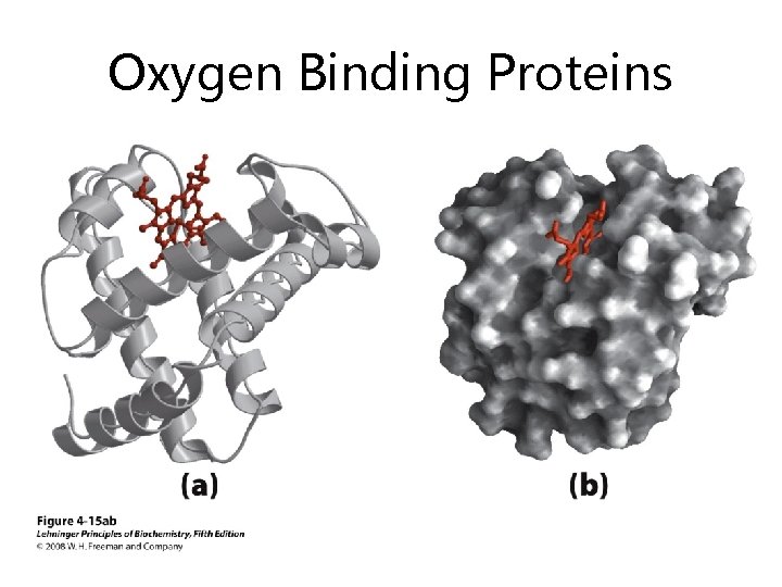Oxygen Binding Proteins Oxygen Binding Proteins
