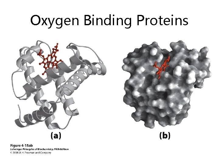 Oxygen Binding Proteins 