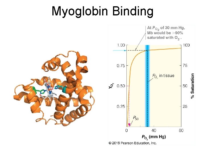 Myoglobin Binding 13 Myoglobin Binding 13