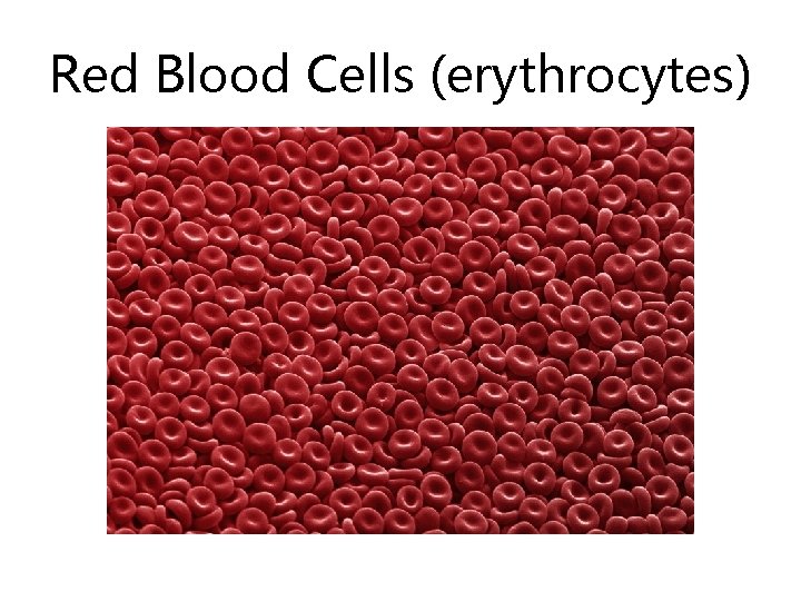 Red Blood Cells (erythrocytes) Red Blood Cells (erythrocytes)