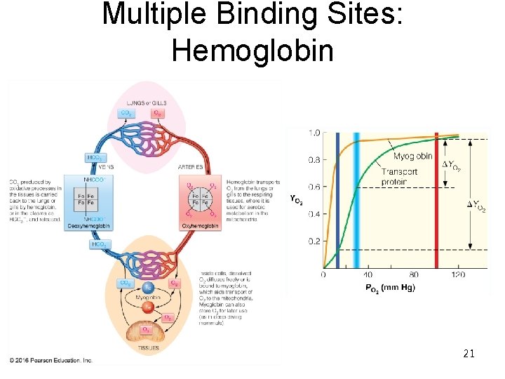 Multiple Binding Sites: Hemoglobin 21 