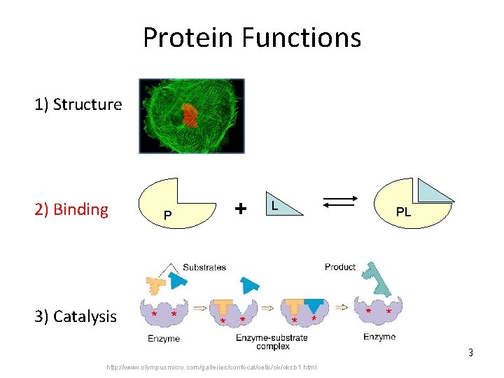 Protein Functions 1) Structure 2) Binding P + L PL 3) Catalysis 3 http: