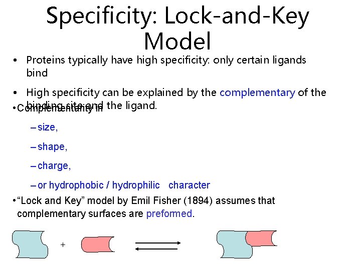 Specificity: Lock-and-Key Model • Proteins typically have high specificity: only certain ligands bind •