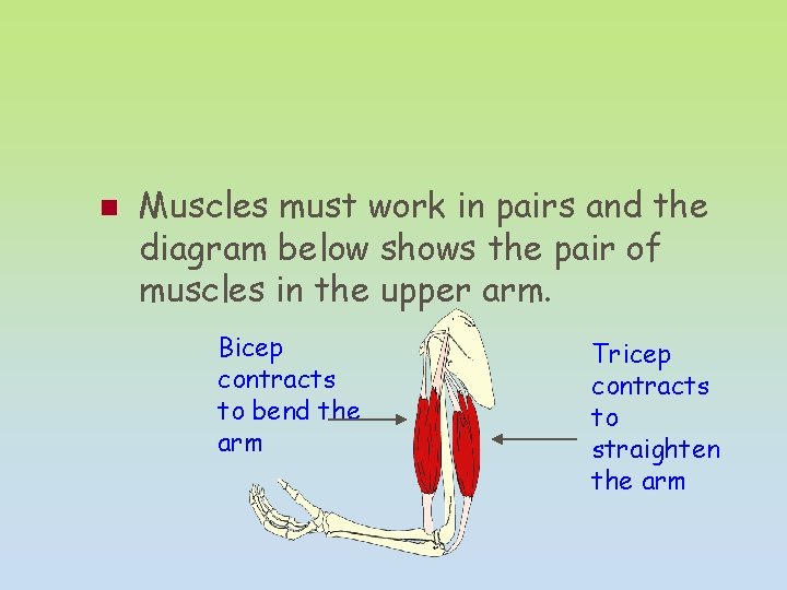 n Muscles must work in pairs and the diagram below shows the pair of