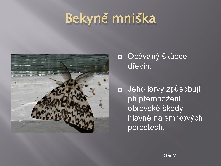 Bekyně mniška Obávaný škůdce dřevin. Jeho larvy způsobují při přemnožení obrovské škody hlavně na