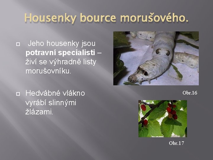 Housenky bource morušového. Jeho housenky jsou potravní specialisti – živí se výhradně listy morušovníku.