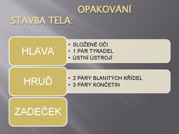 STAVBA TĚLA: HLAVA HRUĎ ZADEČEK OPAKOVÁNÍ • SLOŽENÉ OČI • 1 PÁR TYKADEL •