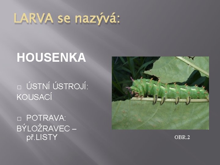 LARVA se nazývá: HOUSENKA ÚSTNÍ ÚSTROJÍ: KOUSACÍ � POTRAVA: BÝLOŽRAVEC – př. LISTY �