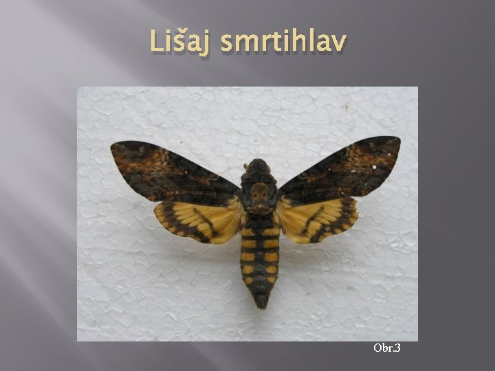 Lišaj smrtihlav Obr. 3 