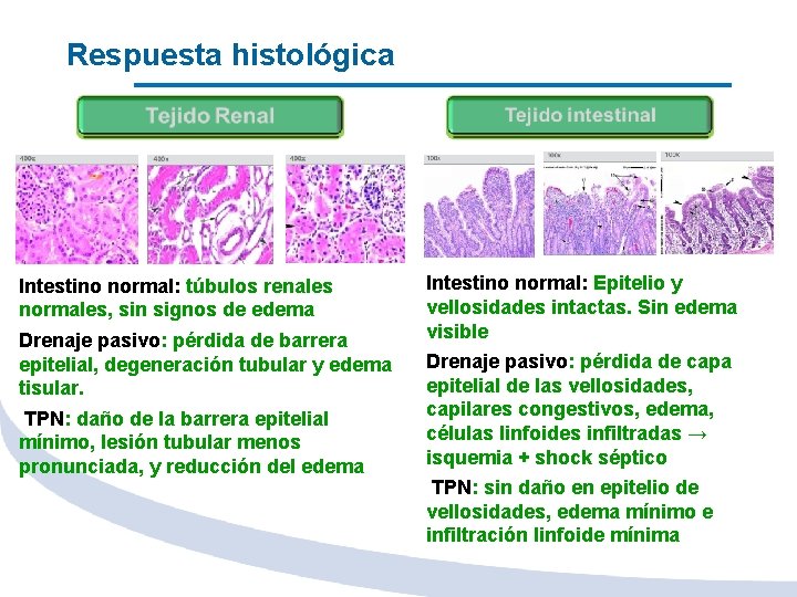 Respuesta histológica Intestino normal: túbulos renales normales, sin signos de edema Drenaje pasivo: pérdida