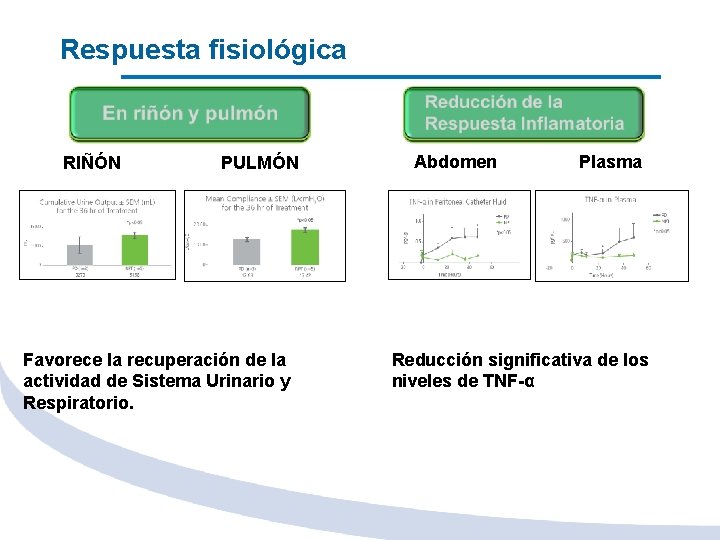 Respuesta fisiológica RIÑÓN PULMÓN Favorece la recuperación de la actividad de Sistema Urinario y