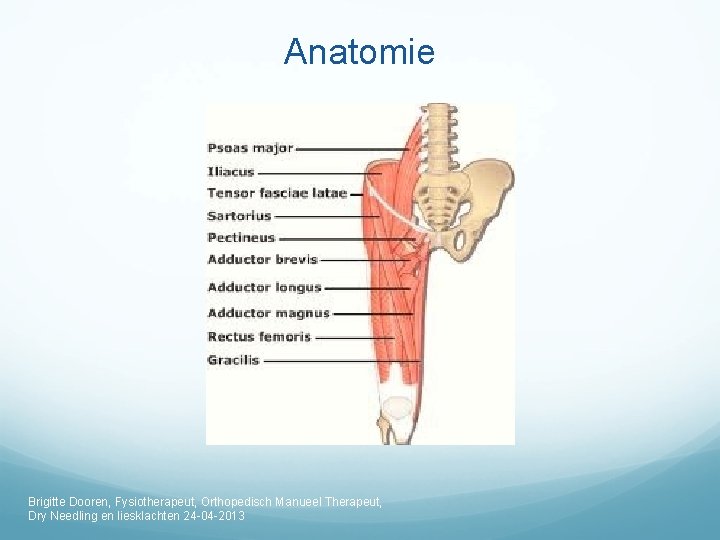 Anatomie Brigitte Dooren, Fysiotherapeut, Orthopedisch Manueel Therapeut, Dry Needling en liesklachten 24 -04 -2013