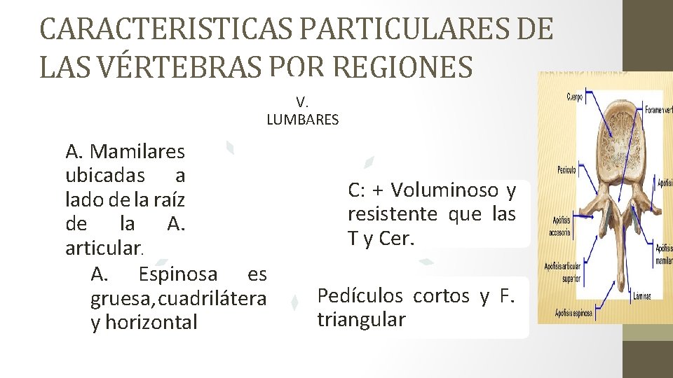 CARACTERISTICAS PARTICULARES DE LAS VÉRTEBRAS POR REGIONES V. LUMBARES A. Mamilares ubicadas a lado