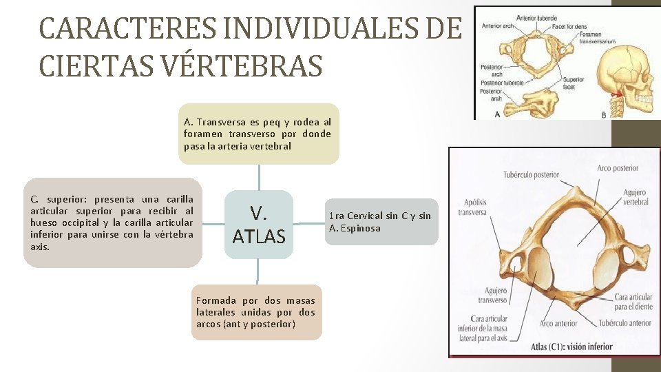 CARACTERES INDIVIDUALES DE CIERTAS VÉRTEBRAS A. Transversa es peq y rodea al foramen transverso