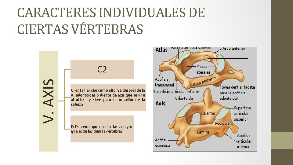 CARACTERES INDIVIDUALES DE CIERTAS VÉRTEBRAS V. AXIS C 2 C: es tan ancho como