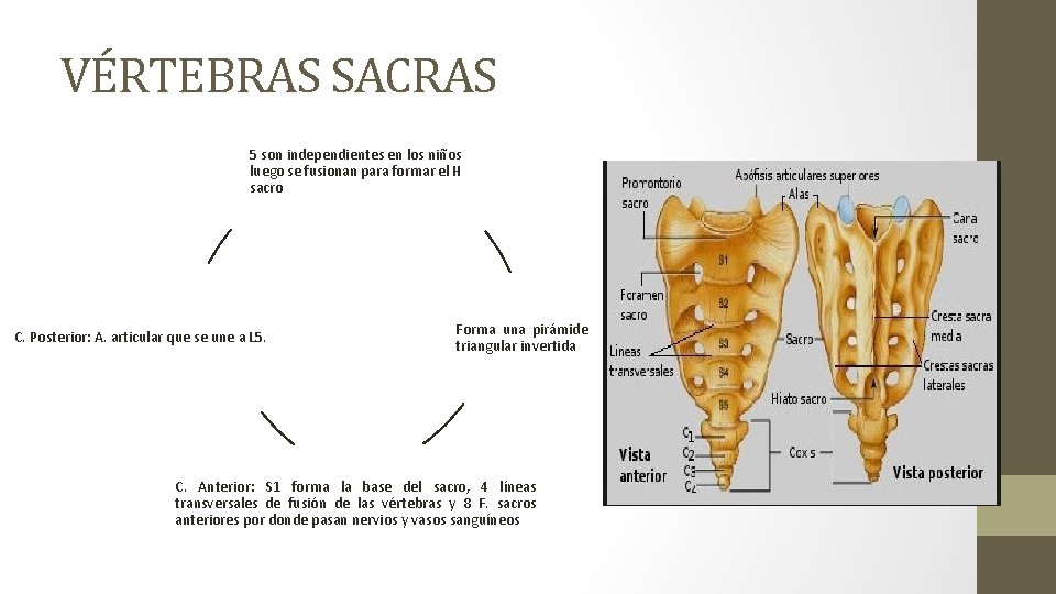 VÉRTEBRAS SACRAS 5 son independientes en los niños luego se fusionan para formar el