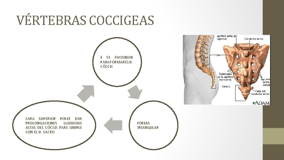 VÉRTEBRAS COCCIGEAS 4 SE FUCIONAN PARA FORMAR EL H. CÓCCIX CARA SUPERIOR POSEE DOS