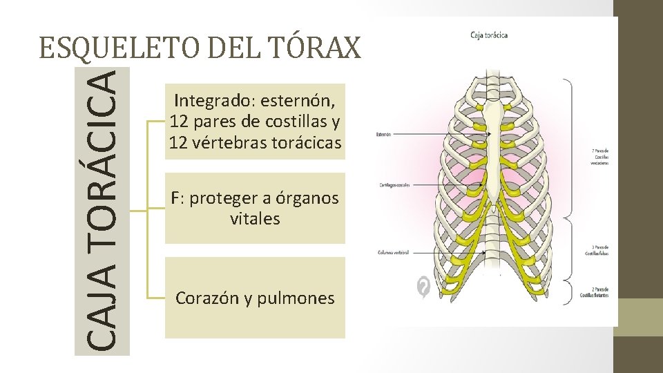 CAJA TORÁCICA ESQUELETO DEL TÓRAX Integrado: esternón, 12 pares de costillas y 12 vértebras