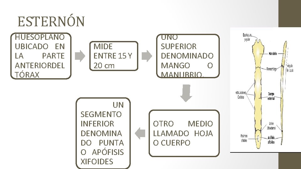 ESTERNÓN HUESOPLANO UBICADO EN LA PARTE ANTERIORDEL TÓRAX MIDE ENTRE 15 Y 20 cm