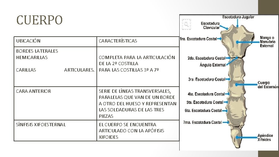 CUERPO UBICACIÓN BORDES LATERALES HEMICARILLAS CARACTERÍSTICAS COMPLETA PARA LA ARTICULACIÓN DE LA 2º COSTILLA